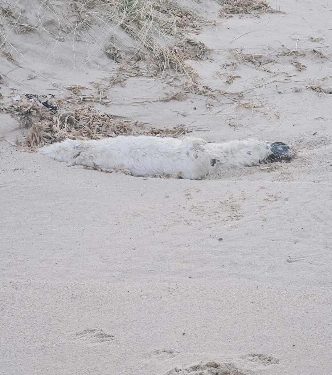 Among the Seal Graves